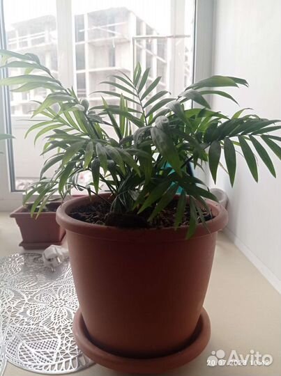 Комнатные растения цветы