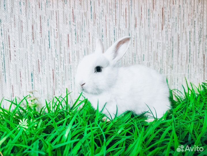 Мини карликовый кролик - очень редкий