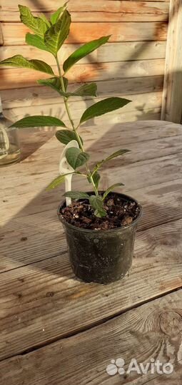 Гортензия метельчатая Юник