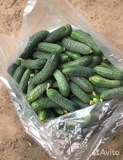 Продаём огурчики,помидоры,перец,зелень