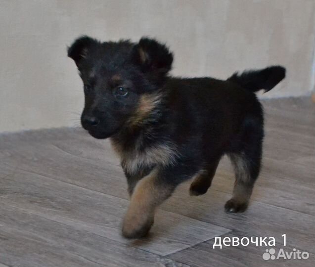 Щенки овчарки