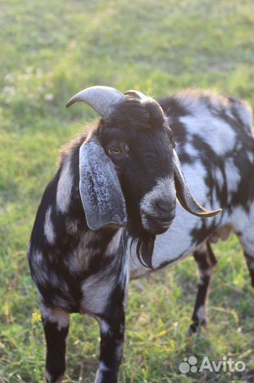 Англо нубийский козел