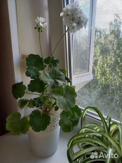 Комнатные цветы