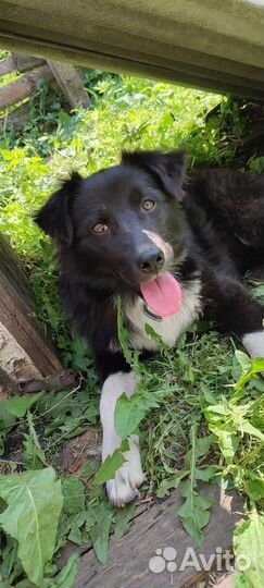 Собака в добрые руки