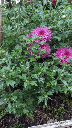 Хризантема