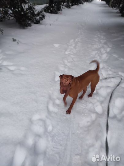 Отдам в добрые руки собаку