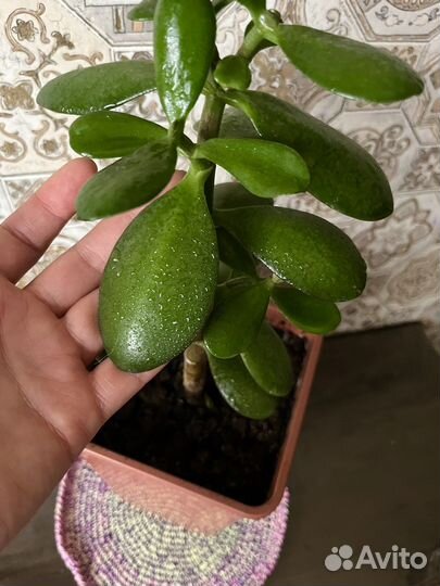 Денежное дерево Крассула Толстянка + подарок хойя