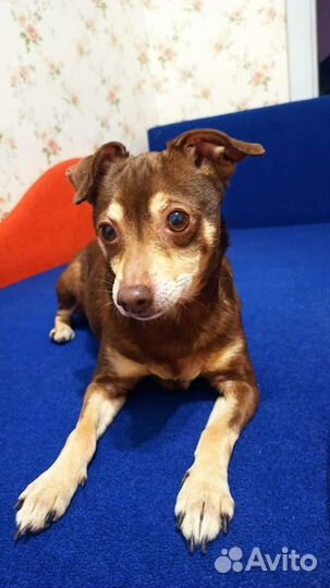 Собака бесплатно