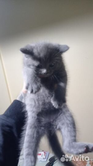 Британский котенок