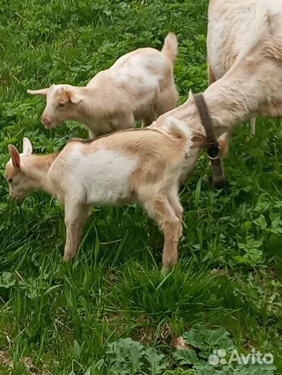 Козлята