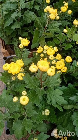 Цветы хризантема