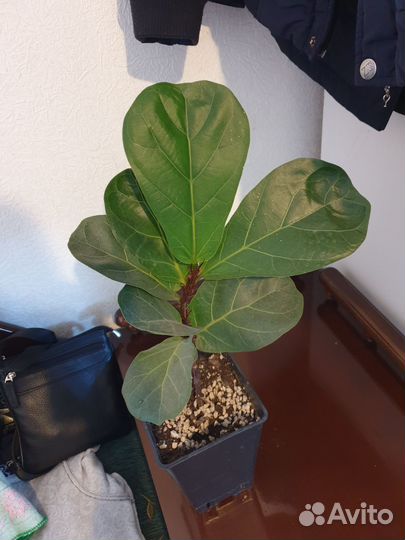 Домашние растения