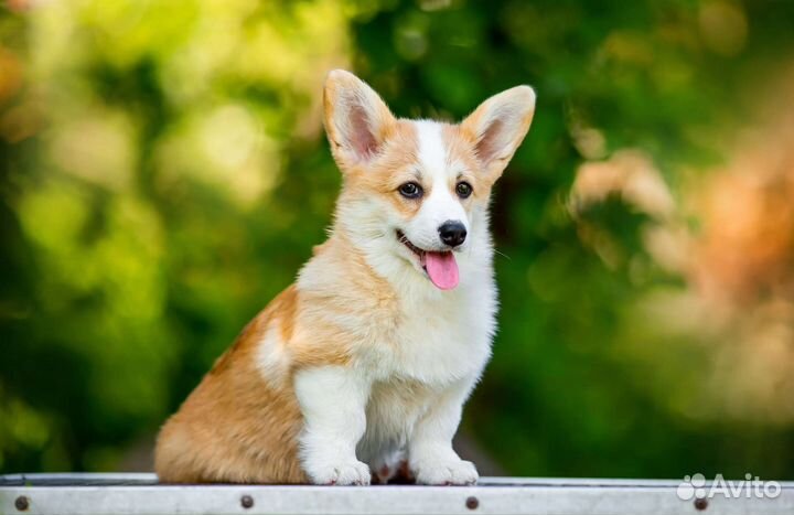 Вельш-корги пемброк