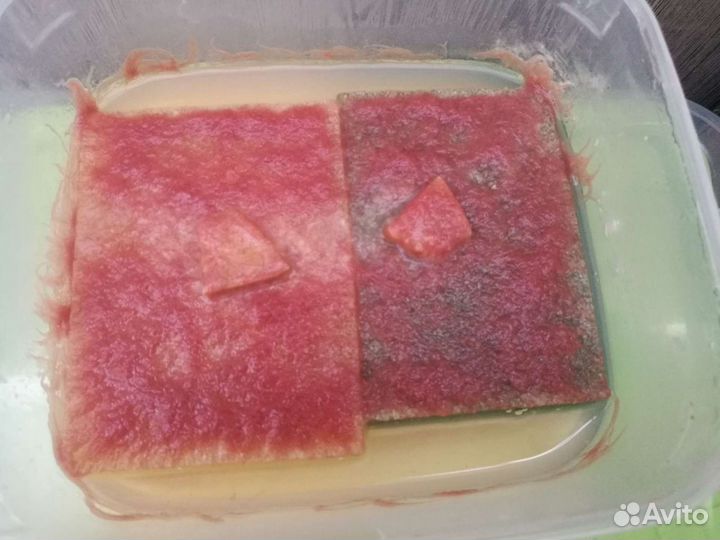 Аулофорус и Дафния Моина