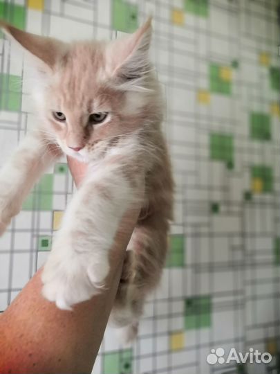 Котенок-девочка мейн-кун