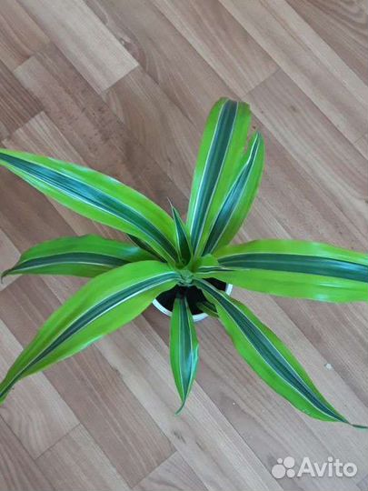 Драцена Лимон Лайм