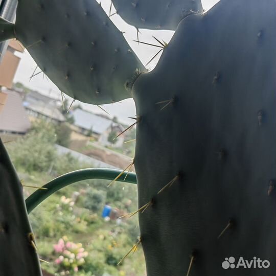 Кактус опунция