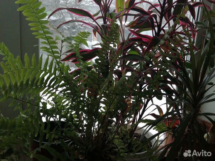 Шефлера, драцена