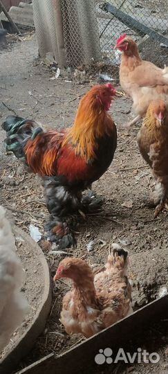 Петух брама