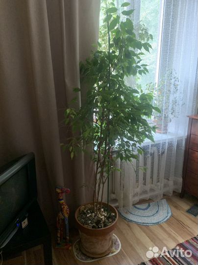 Огромное комнатные растения
