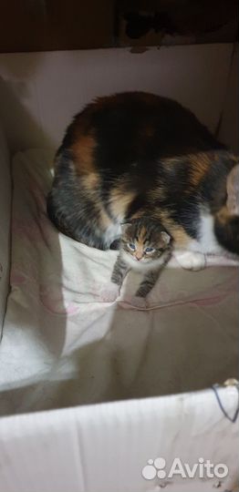 В добрые руки