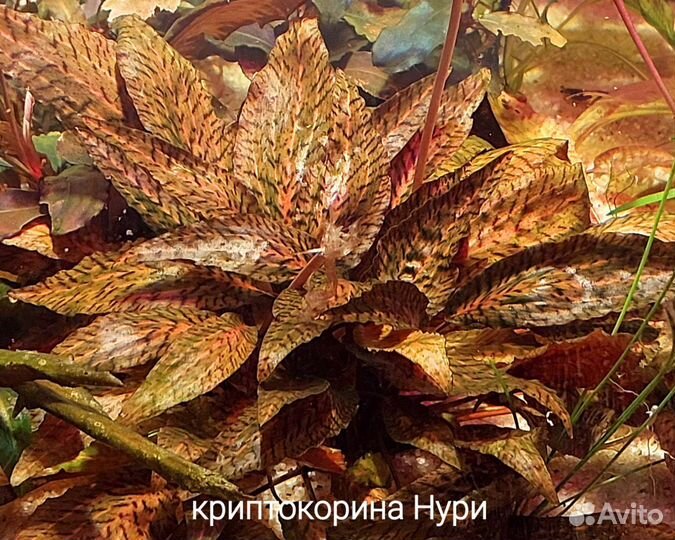 Аквариумные растения