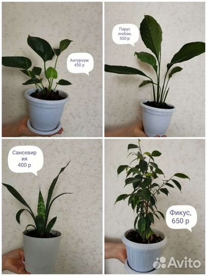 Комнатные цветы