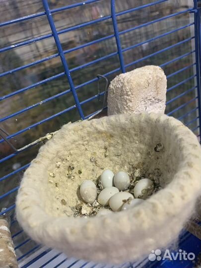 Зебровые аммадины,пара