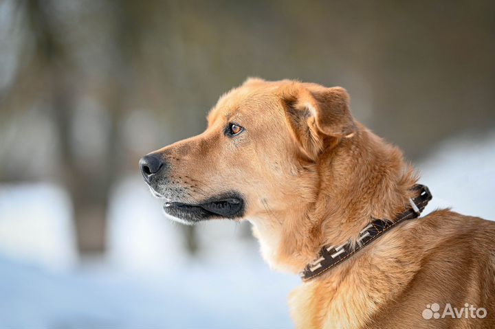 Собака в добрые руки