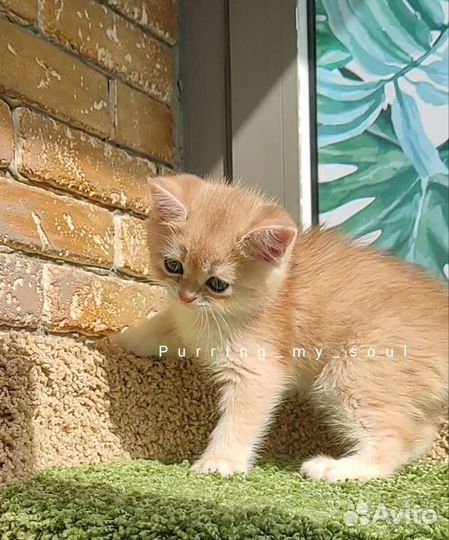 Золотая шиншилла, ny12 (папа ny12)