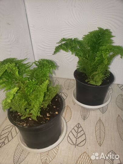 Папоротник комнатный