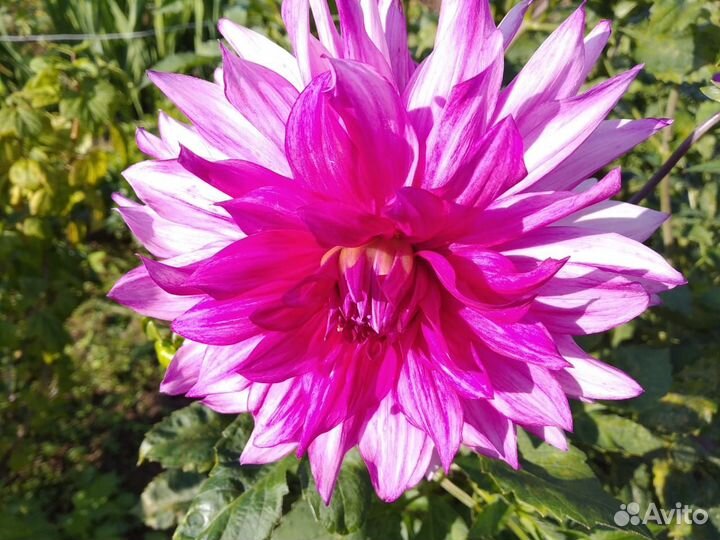 Георгин(6 сортов и более)