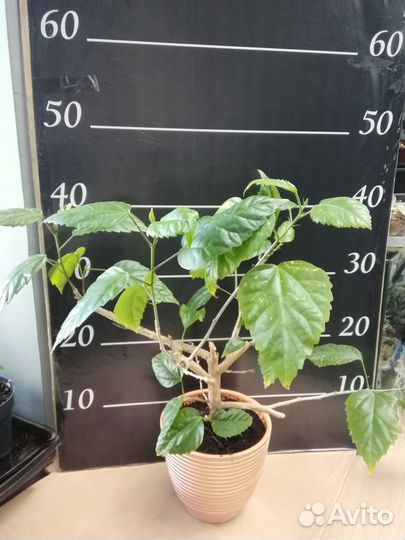 Гибискус, китайская роза