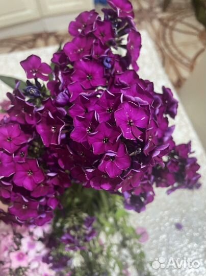 Флокс метельчатый сортовой