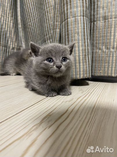 Шотландская прямоухая