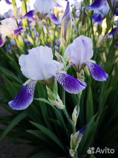 Ирис бородатый