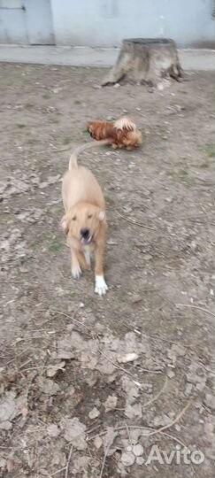 Собака в добрые руки