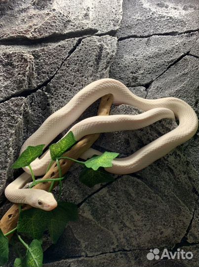 Аренда змеи для фотосессии/мероприятий