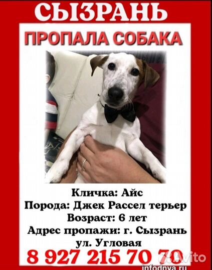 Джек Рассел терьер