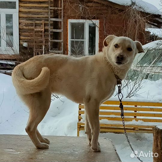 Собака