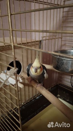 Пара попугаев корелла - нимфа с клеткой