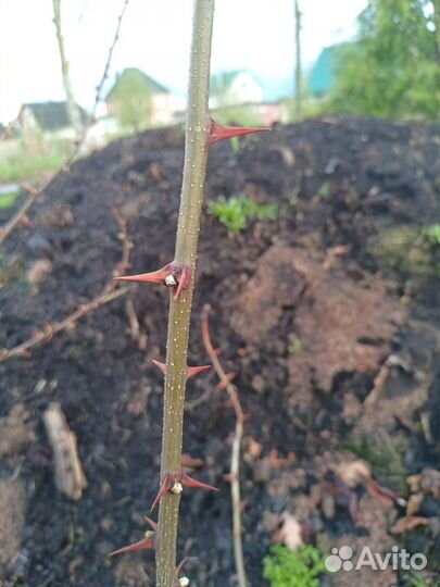 Белая акация