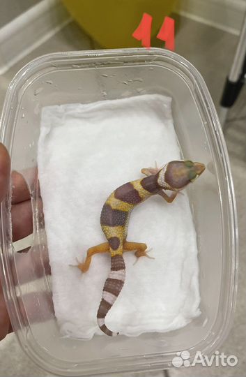 Гекон эублефар