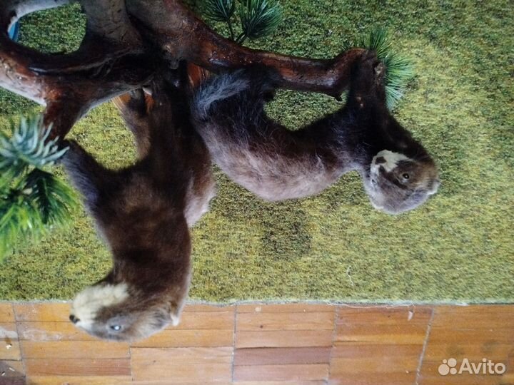 Хорек чучело