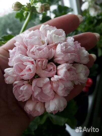 Пеларгония герань