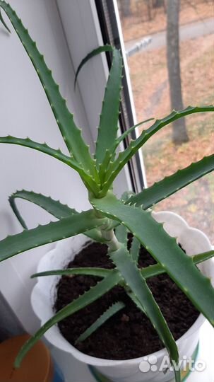 Алоэ столетник лечебный