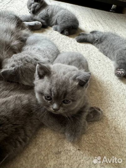 Британские котята