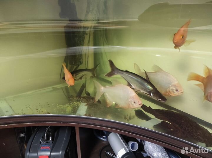 Пангасиус (акулий сом), паку альбинос, попугаи