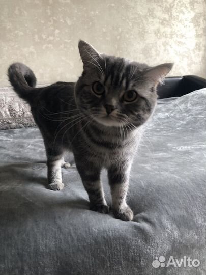 Шотландская вислоухая (кот)