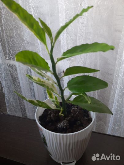 Педилантус